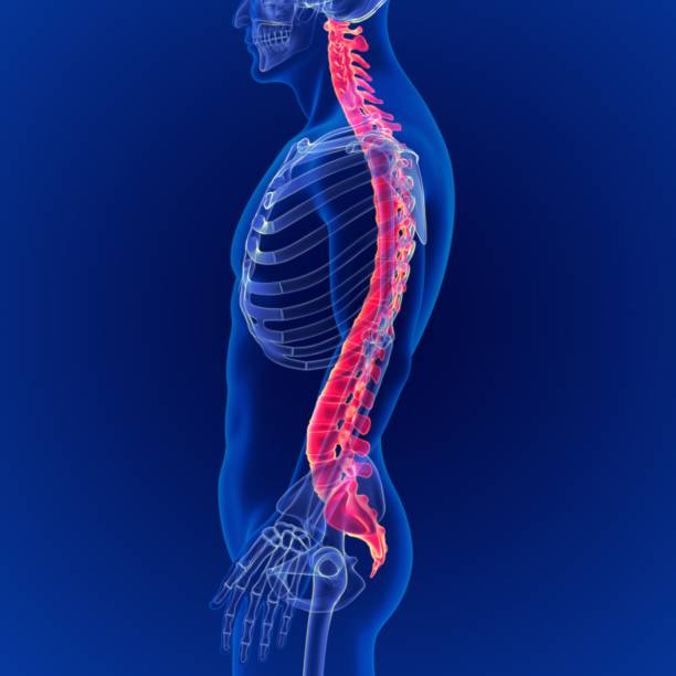 Sacral Spine Anatomy