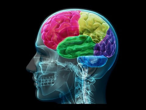 brain_section_img