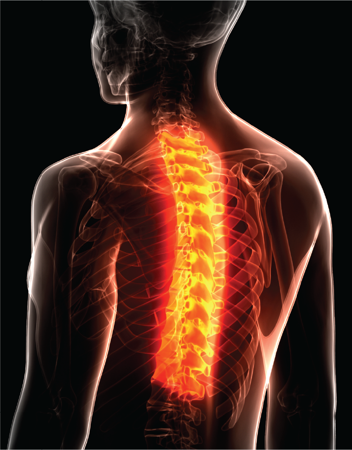 Thoracic Spine Anatomy