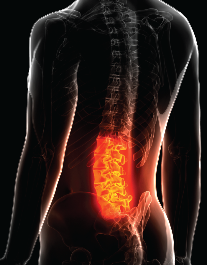 Lumbar Spine Anatomy