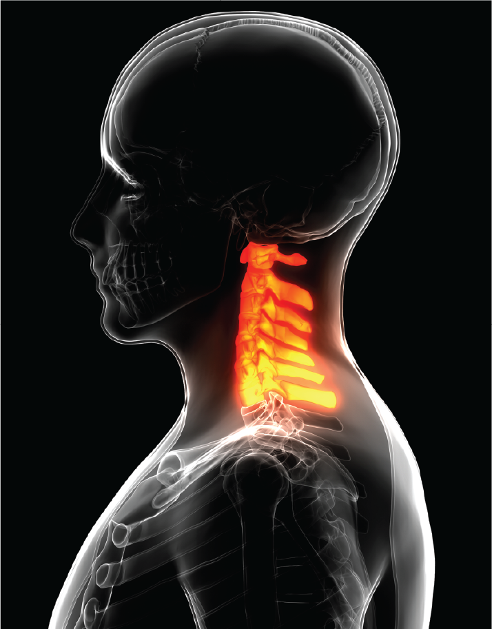 Cervical Spine Anatomy